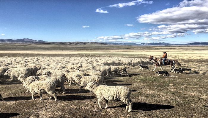 Seven Children, Thousands of Sheep and a Famous Ski Resort