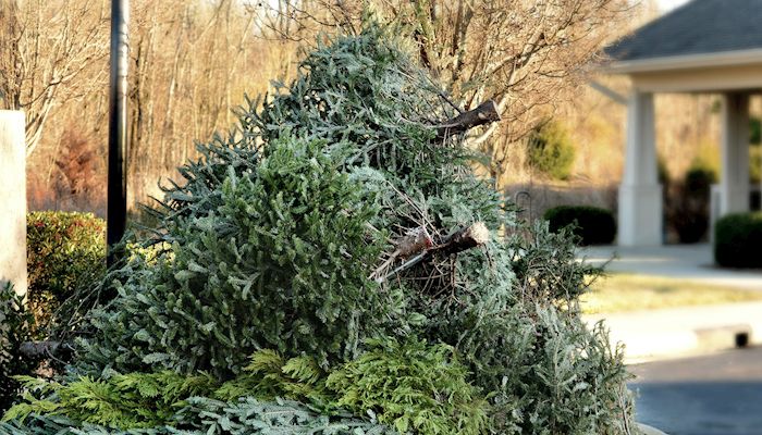 What To Do With Your Christmas Tree After the Holiday is Over
