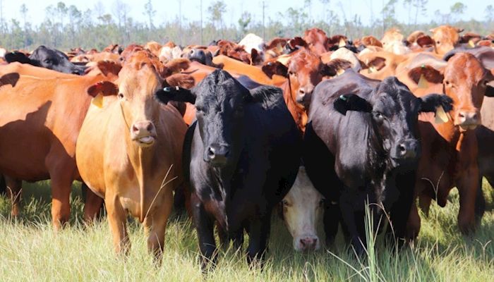 Growing A Lasting Food Source - Deseret In The Florida Panhandle