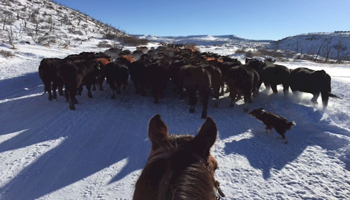 Cold Weather Tips for Outdoor Work and Animal Care