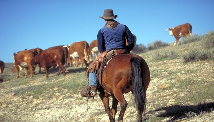 BLM takes steps to improve administration of grazing regulations on public lands