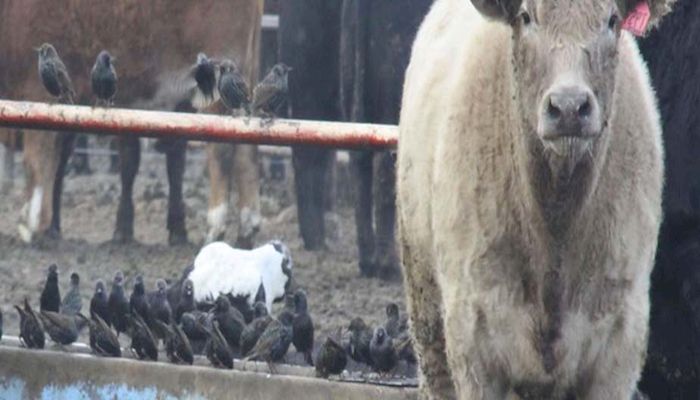 Early Registration Deadline Approaching for Bird Damage Management Conference