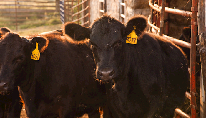 North American Meat Institute (NAMI) makes forecasts on consumer trends