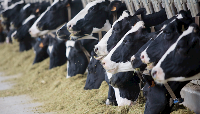 Largest Decline in U.S. Dairy Farms in 15-Plus Years in 2019