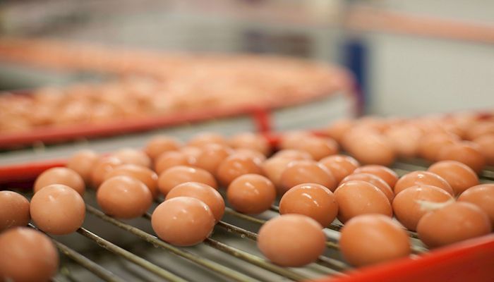 Oakdell Eggs: An Incredible, Edible Family Tradition