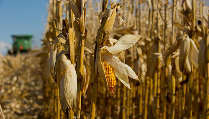 GRAIN  How much of world's greenhouse gas emissions come from agriculture?