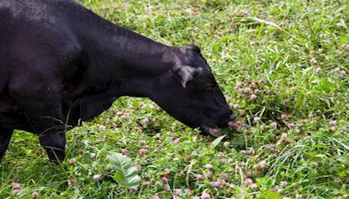 NRCS Provides Strategies for Reducing Forage Shortages
