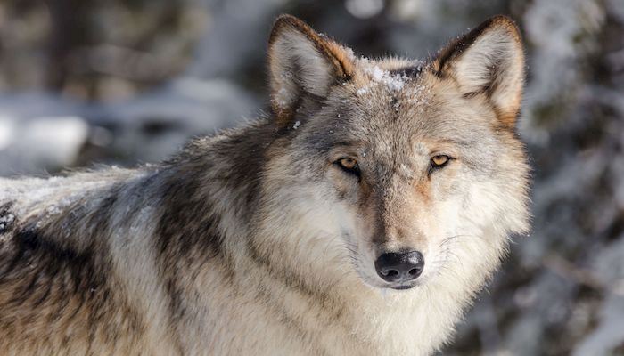 Gray Wolf Removed from Endangered Species List