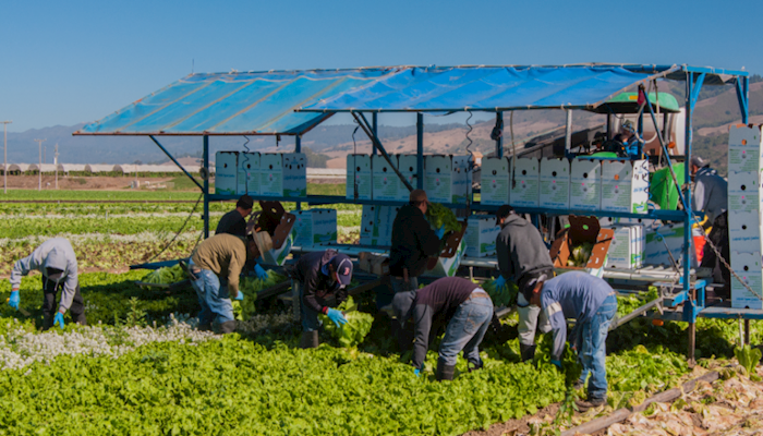 H-2A Final Rule Gives Farmers Predictability, Stability