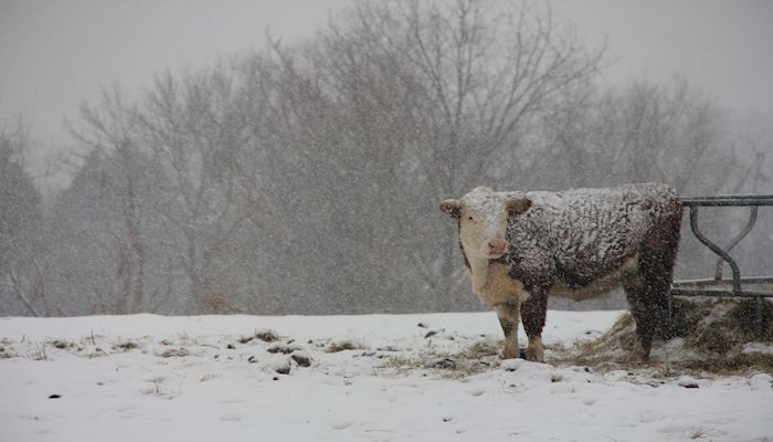 Keeping it Warm and Safe While Working in Winter