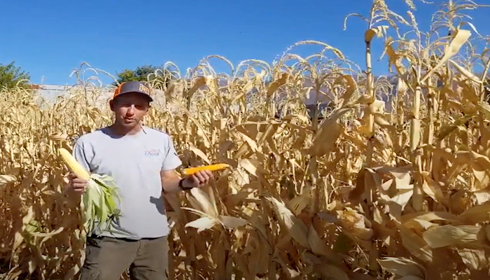 What is the Difference Between Sweet Corn and Popcorn?