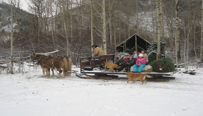 Keeping Christmas Green and Bright on the Tree Farm