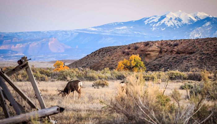 Interim director named for Utah Division of Wildlife Resources