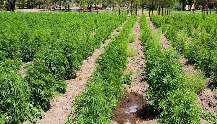 USDA Finalizes Hemp Rule