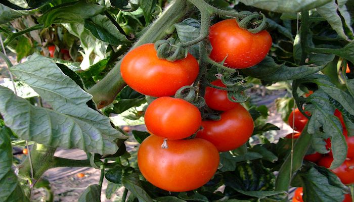Tomato Cheddar Tart with Everything Spice