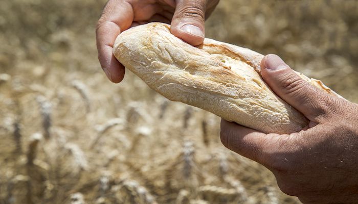 No Knead Peasant Bread