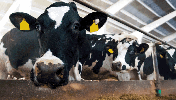 USDA Report: U.S. Dairy Farm Numbers Continue to Decline