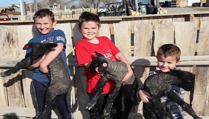 Sorenson Sheep Co. – Building a Future in Agriculture