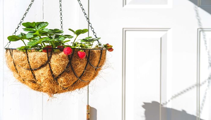 Designing a Beautiful (and Edible) Window Box This Summer