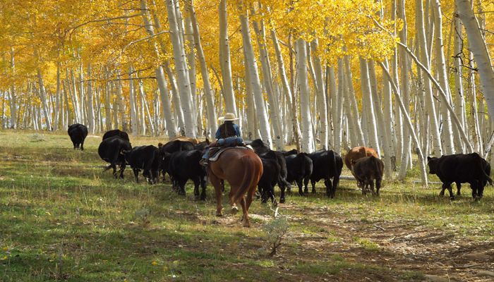 Celebrating Beef Month Goes Beyond Good Brisket