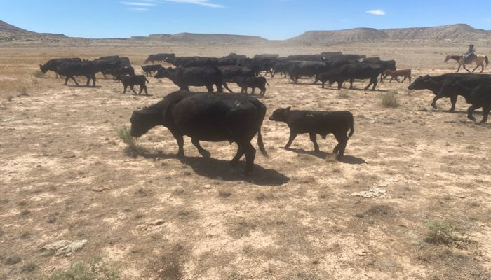 Western Drought Reveals Cracks in Infrastructure