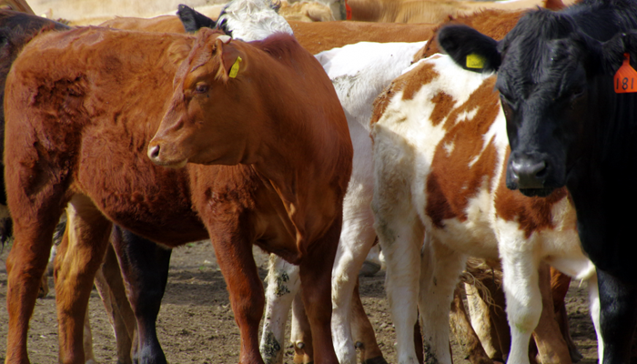Senate Ag Hearing on Cattle Markets a Good First Step