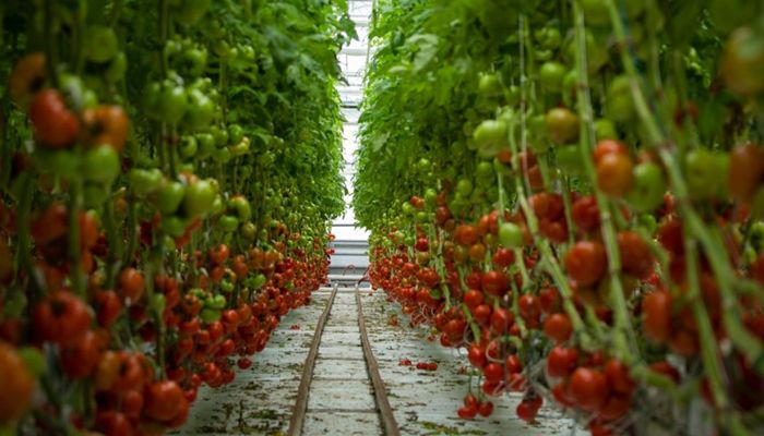 UDAF Announces $112,500 Startup Grant for the Development of Local Food Hub