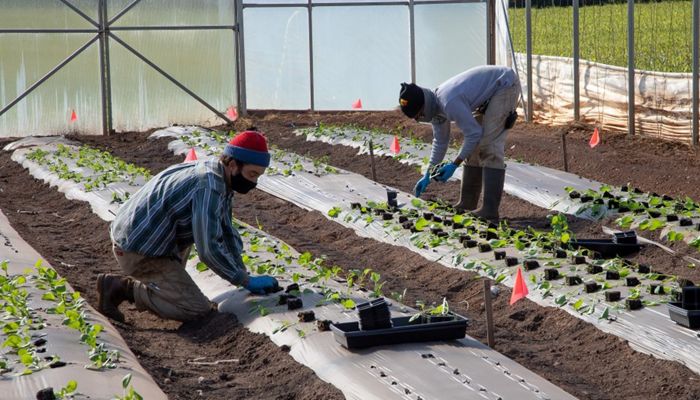 Time to Harvest Ag Labor Reform That Works for All