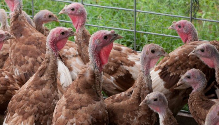 USDA Announces $1 Billion in CFAP 2.0 Funds for Contract Growers