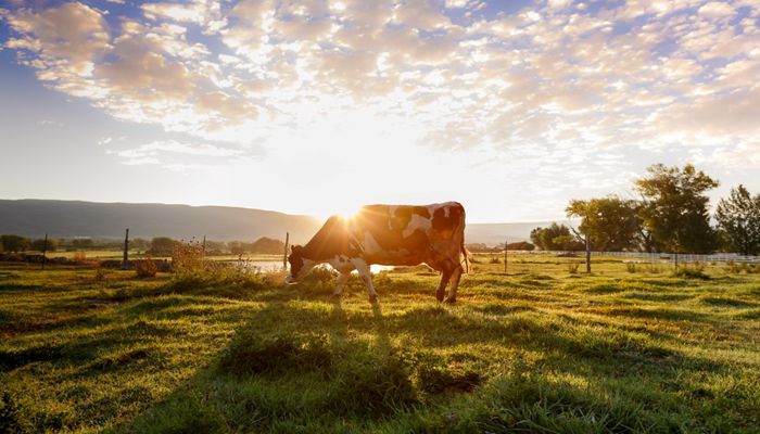 Sustainability Grows on the American Farm