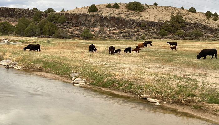 Reduced Crop Yields, Orchard Removals and Herd Sell-Offs — New AFBF Survey Results Reveal How Farmers and Ranchers are Dealing with Drought