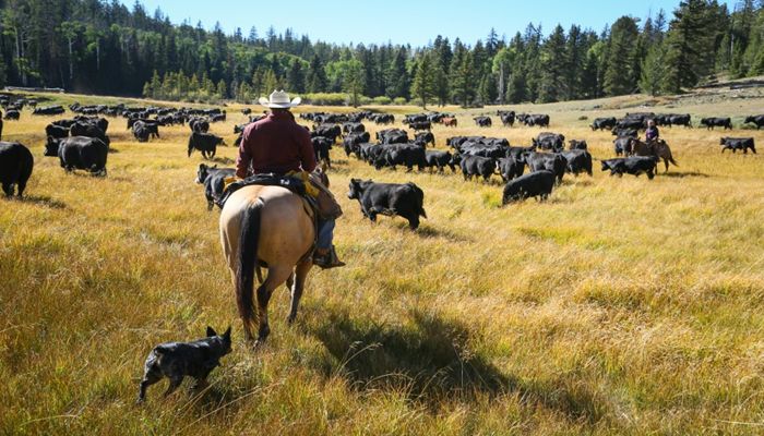 Stewardship Efforts Earn Utah Ranch Family Statewide Recognition