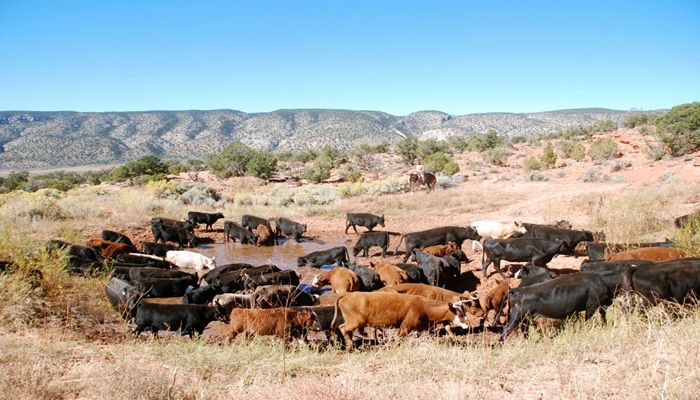 Utah cattle sales taking place in March
