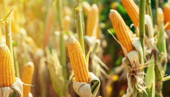 AMAIZing Corn!