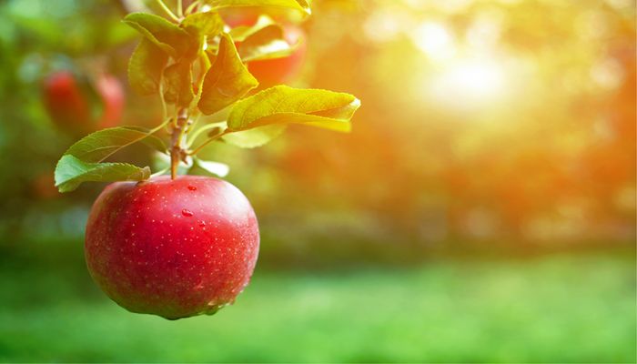 All About Apples