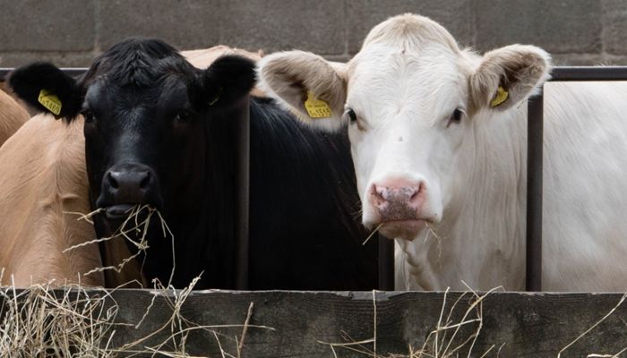 Bulls Test Positive for Trich in Box Elder County