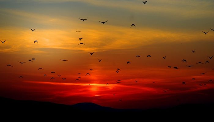 Avian Influenza Cases Outpacing 2014/2015 Outbreak