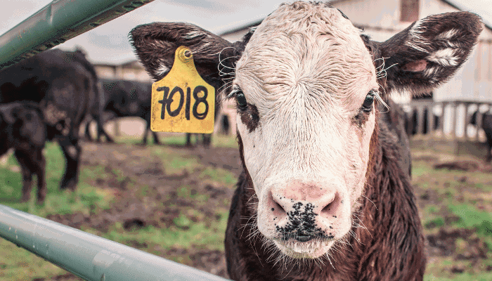 USDA Makes Drought Recovery Assistance Announcement