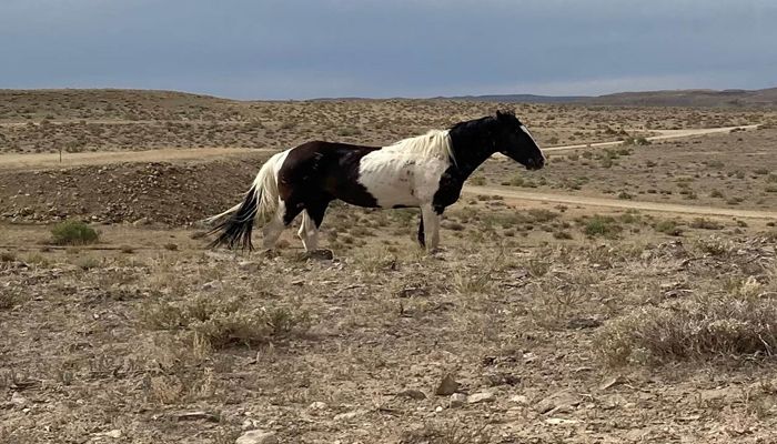 USU Extension Expert Discusses Wild Horse Gathers