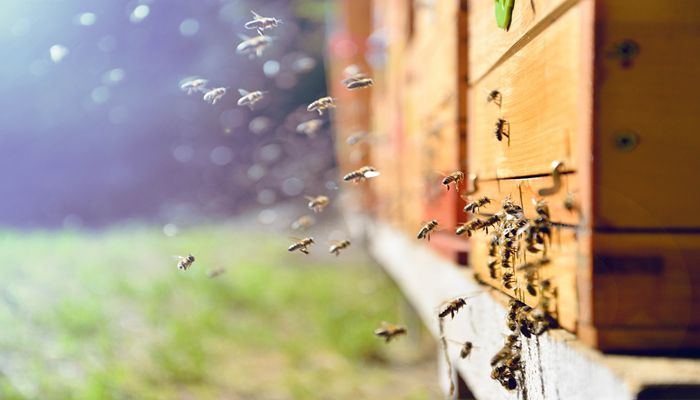 Bees - Nature's Essential Workers