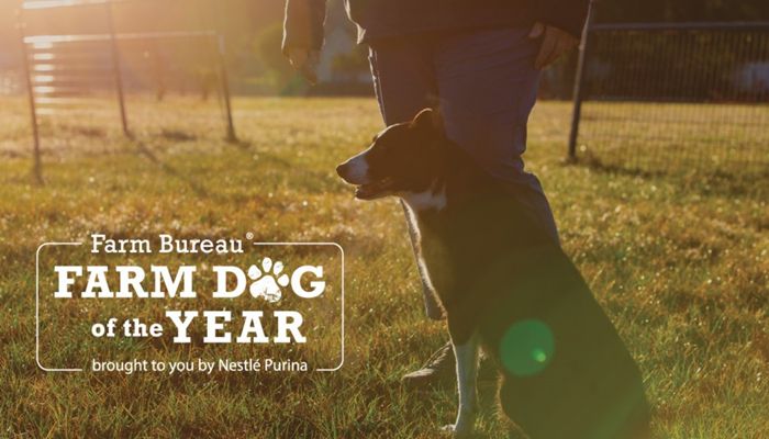 Nomination Period Extended Through July 15 for Farm Bureau Farm Dog of the Year Contest