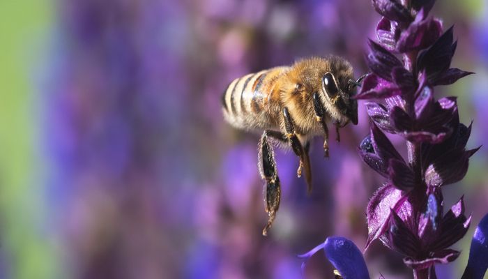 UDAF Launches Utah Pollinator Habitat Program