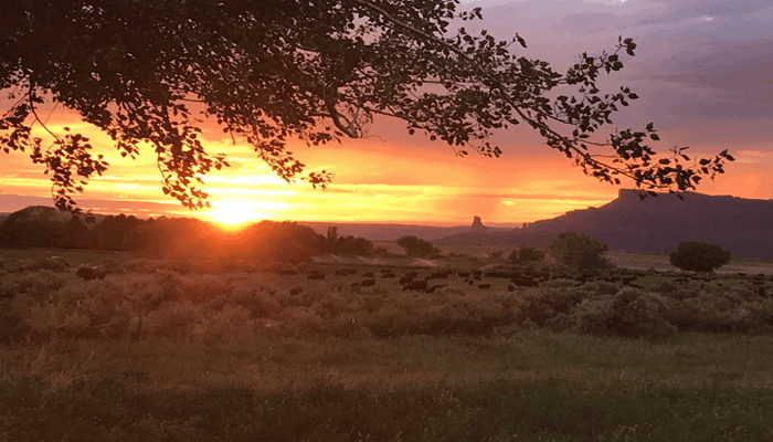 Working in Agriculture Brings Sense of Peace