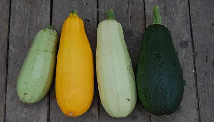 How Does Zucchini Grow?