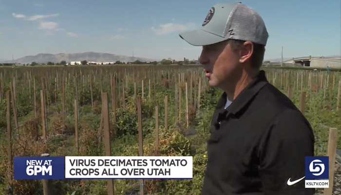 Utah farmers having added struggles growing tomato harvest this year