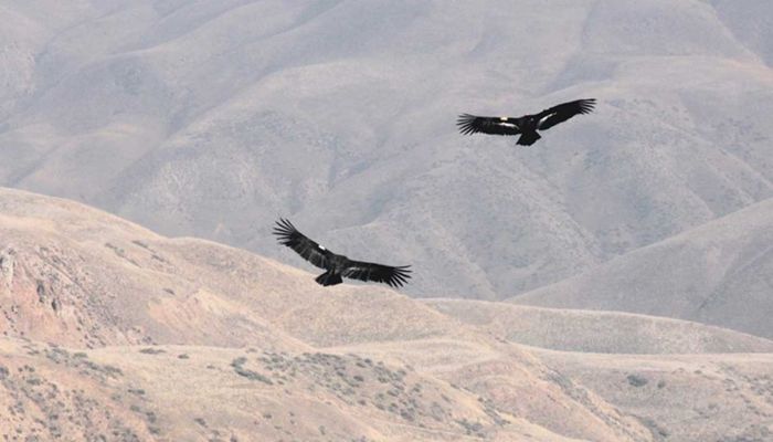 Modernized Endangered Species Act Rules Reinstated