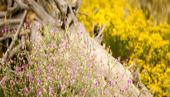 UDAF’s Invasive Species Mitigation Program Proves Successful Use of State Funds in Utah