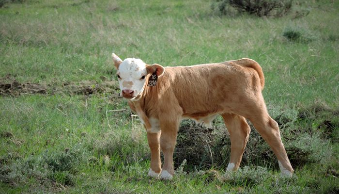 9 Ways to Protect Your Livestock from Farm Diseases