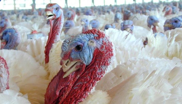 Rising Avian Flu Cases Harm Producers, Poultry Prices