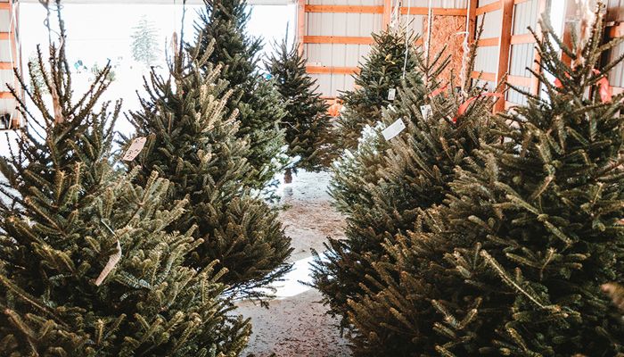 Keeping Your Christmas Tree Fresh Through December